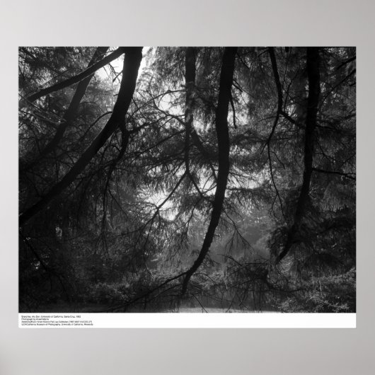 枝，太陽に， UC Santa Cruz, 1963 ポスター (正面)