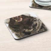 枝、終わりの白い耳付つきのMarmoset、スタジオ コースター (左側)