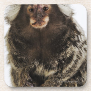 枝、終わりの白い耳付つきのMarmoset、スタジオ コースター
