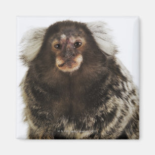 枝、終わりの白い耳付つきのMarmoset、スタジオ マグネット