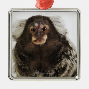 枝、終わりの白い耳付つきのMarmoset、スタジオ メタルオーナメント