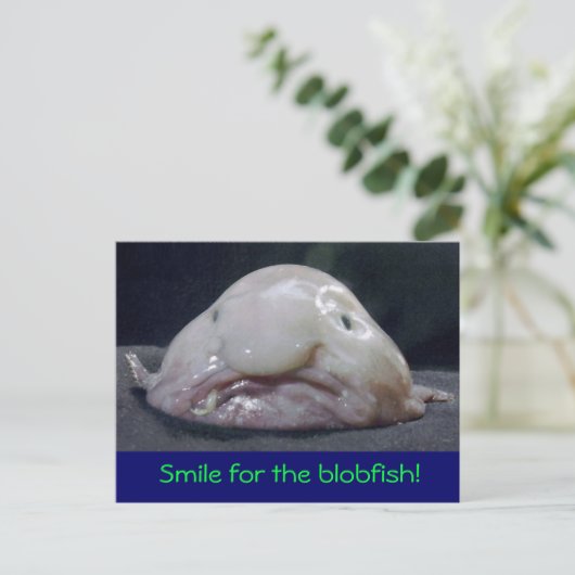 枯れた魚 ポストカード (スタンド正面)