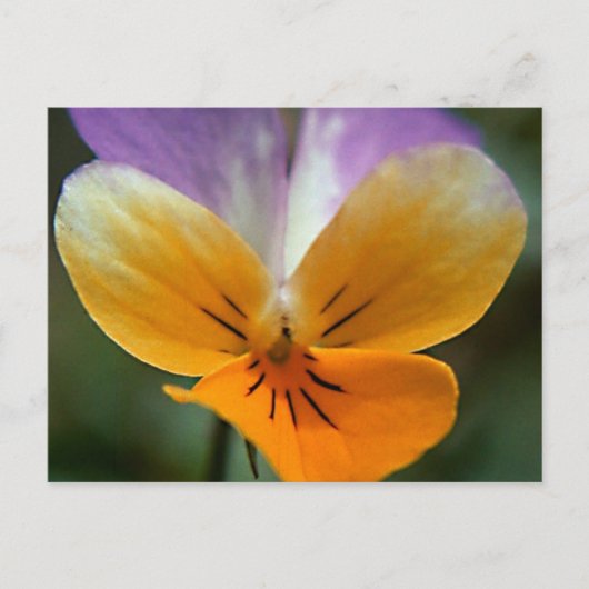 架空の人生の旅 ポストカード (正面)