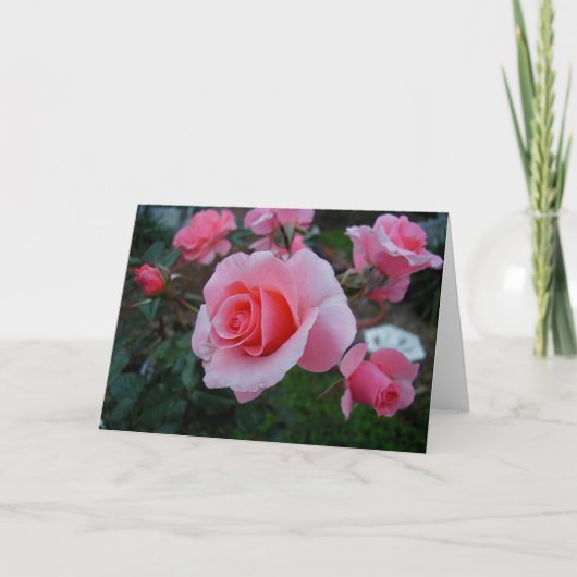 柑橘類は悩みます カード (正面)