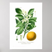 柑橘類オーロアンティカム(セビリア・オレンジ) ポスター (正面)