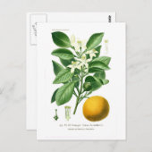 柑橘類オーロアンティカム(セビリア・オレンジ) ポストカード (正面/裏面)