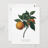 柑橘類オーロカンセビリアオレンジ ポストカード (正面/裏面)