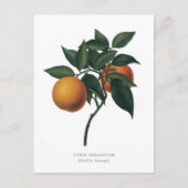柑橘類オーロカンセビリアオレンジ ポストカード (正面)