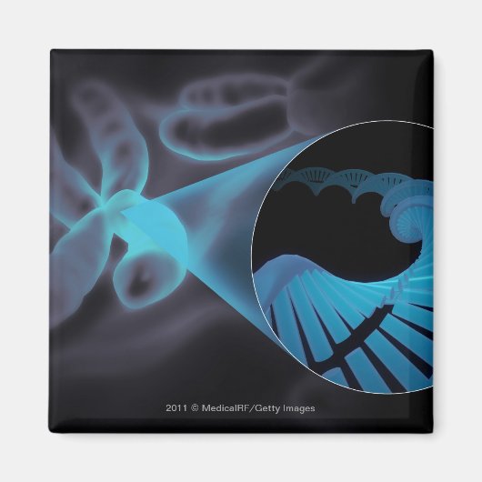 染色体のDNA鎖をズームインする マグネット (正面)