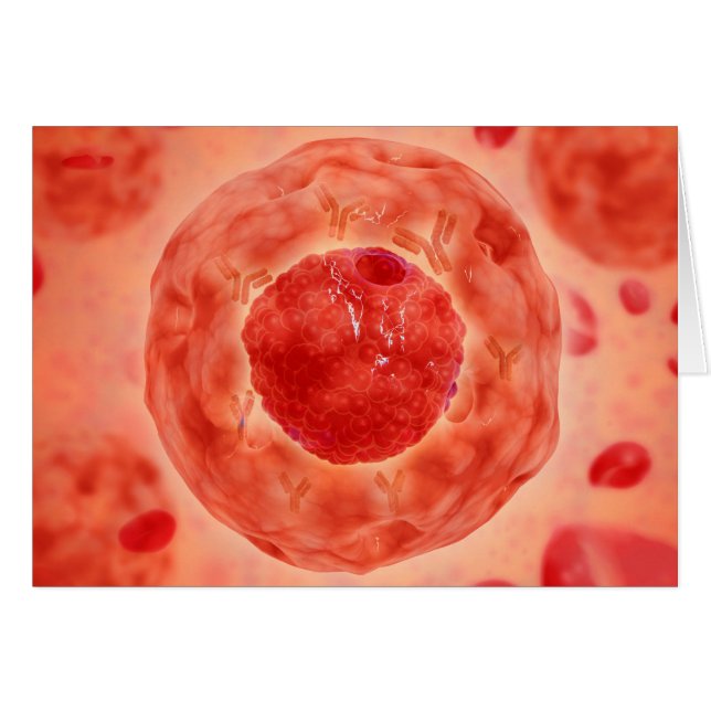 染色体2の細胞核 (正面横)