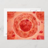 染色体2の細胞核 ポストカード (正面/裏面)