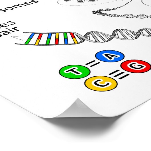 染色体 ポスター (角)