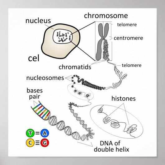 染色体 ポスター (正面)