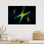 染色体 ポスター (キッチン)