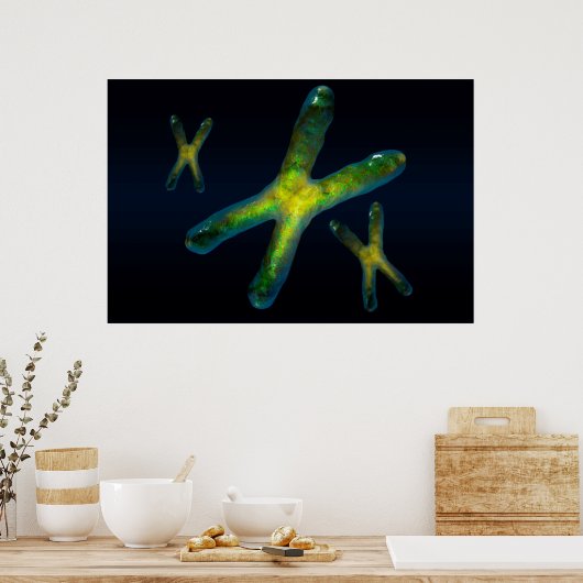 染色体 ポスター (キッチン)