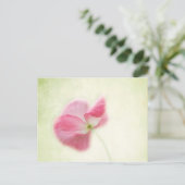 柔らかいケシ ポストカード (スタンド正面)