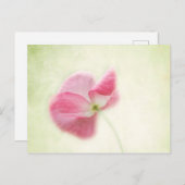 柔らかいケシ ポストカード (正面/裏面)