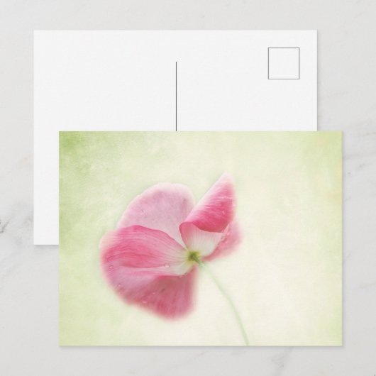 柔らかいケシ ポストカード (正面/裏面)