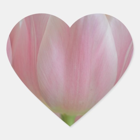 柔らかいチューリップ ハートシール (正面)