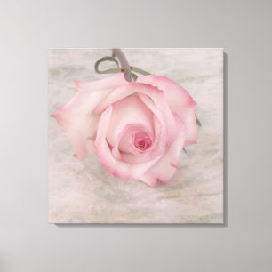 柔らかいピンクのバラの花 キャンバスプリント