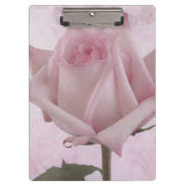 柔らかいピンクのバラの花 クリップボード