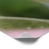 柔らかいピンクのバラ ポスター (角)