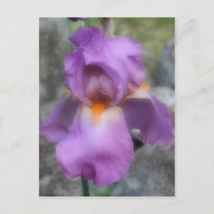 柔らかいラベンダーひげアイリスの花 ポストカード