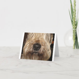 柔らかい上塗を施してあるwheaton terrier.png カード
