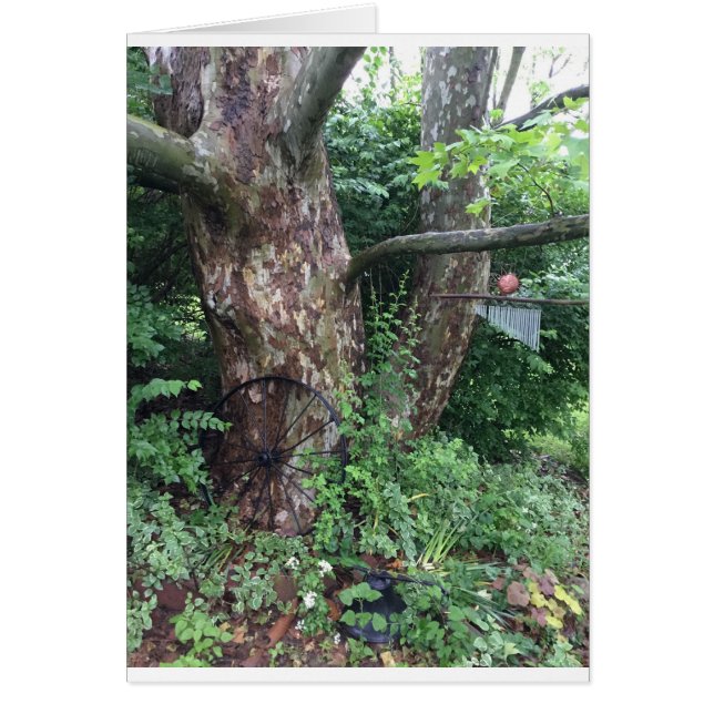 柔らかい夏の雨 (正面)