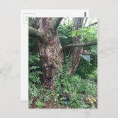 柔らかい夏の雨 ポストカード (正面/裏面)