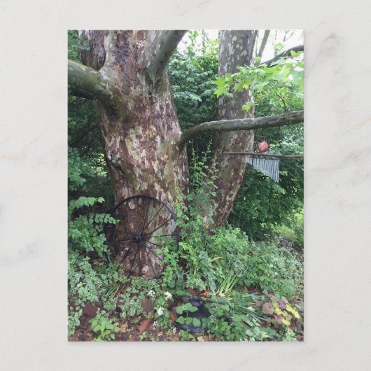 柔らかい夏の雨 ポストカード (正面)