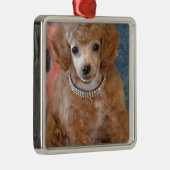 柔らかい杏子のプードルの小犬 メタルオーナメント (右)