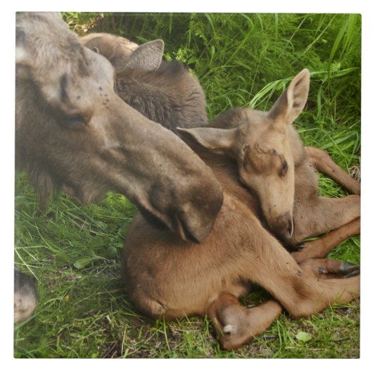 柔らかい母ムース タイル (正面)