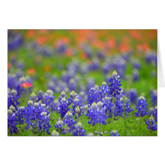 柔らかい焦点のBluebonnets (正面横)