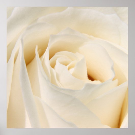 柔らかい白いバラ ポスター (正面)