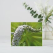 柔らかい白い花自然 ポストカード (スタンド正面)