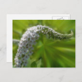 柔らかい白い花自然 ポストカード (正面/裏面)