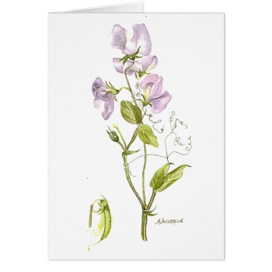 柔らかい紫色のスイートピーの水色 (正面)