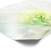 柔らかい緑の中心を持つ白いダリア フォトプリント            (角)