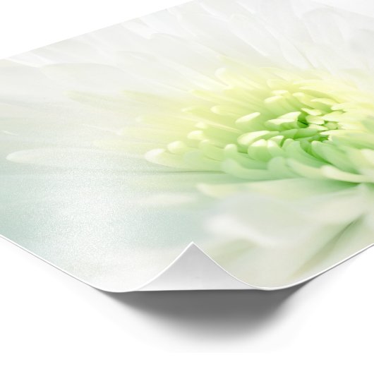 柔らかい緑の中心を持つ白いダリア フォトプリント            (角)