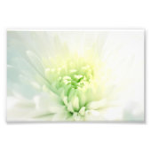 柔らかい緑の中心を持つ白いダリア フォトプリント            (正面)