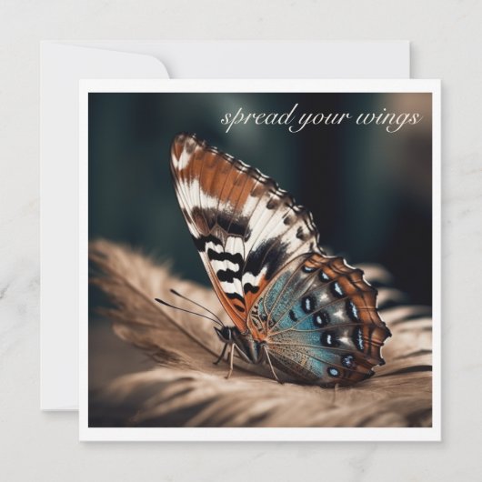 柔らかい羽毛に座っている蝶 (正面)