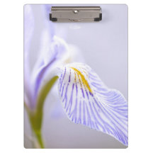 柔らかい野生のアイリス