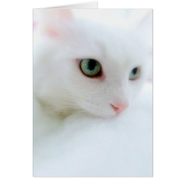 柔らかい雲 (正面)