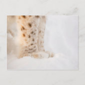 柔らかい黄金のオオヤマネコは雪の中で歩く ポストカード (正面)