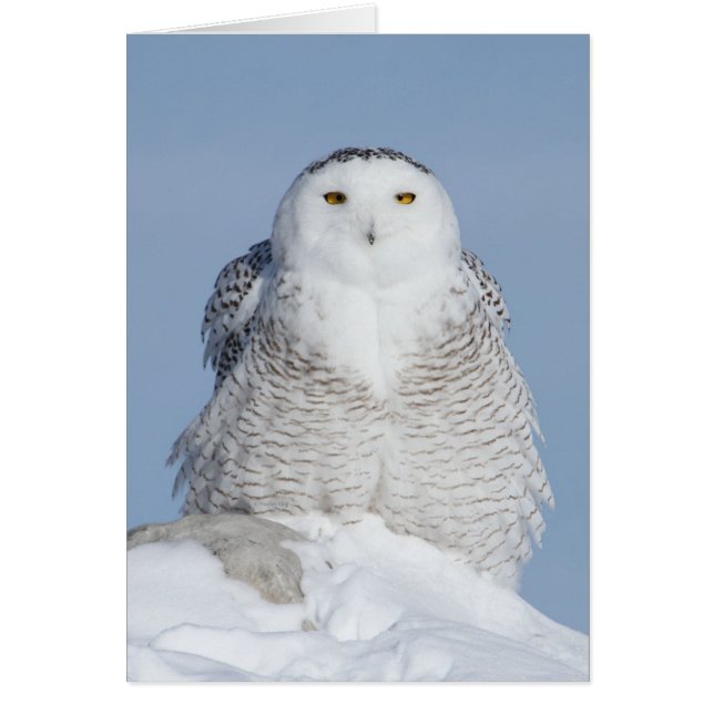 柔らかい (正面)