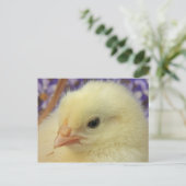 柔らかい ポストカード (スタンド正面)