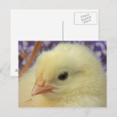 柔らかい ポストカード (正面/裏面)