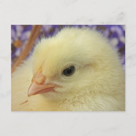 柔らかい ポストカード (正面)