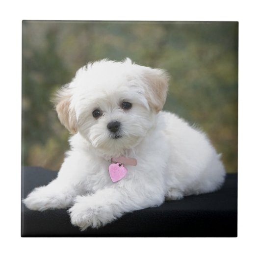 柔らかく白い犬 タイル (正面)